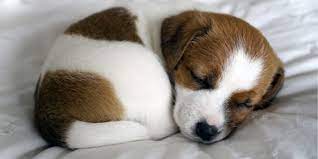 Forfait : Bien démarrer avec son chiot