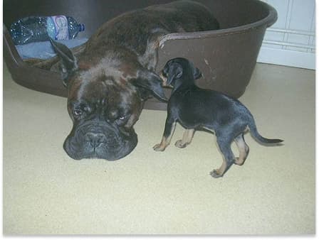 Diplômes et certifications